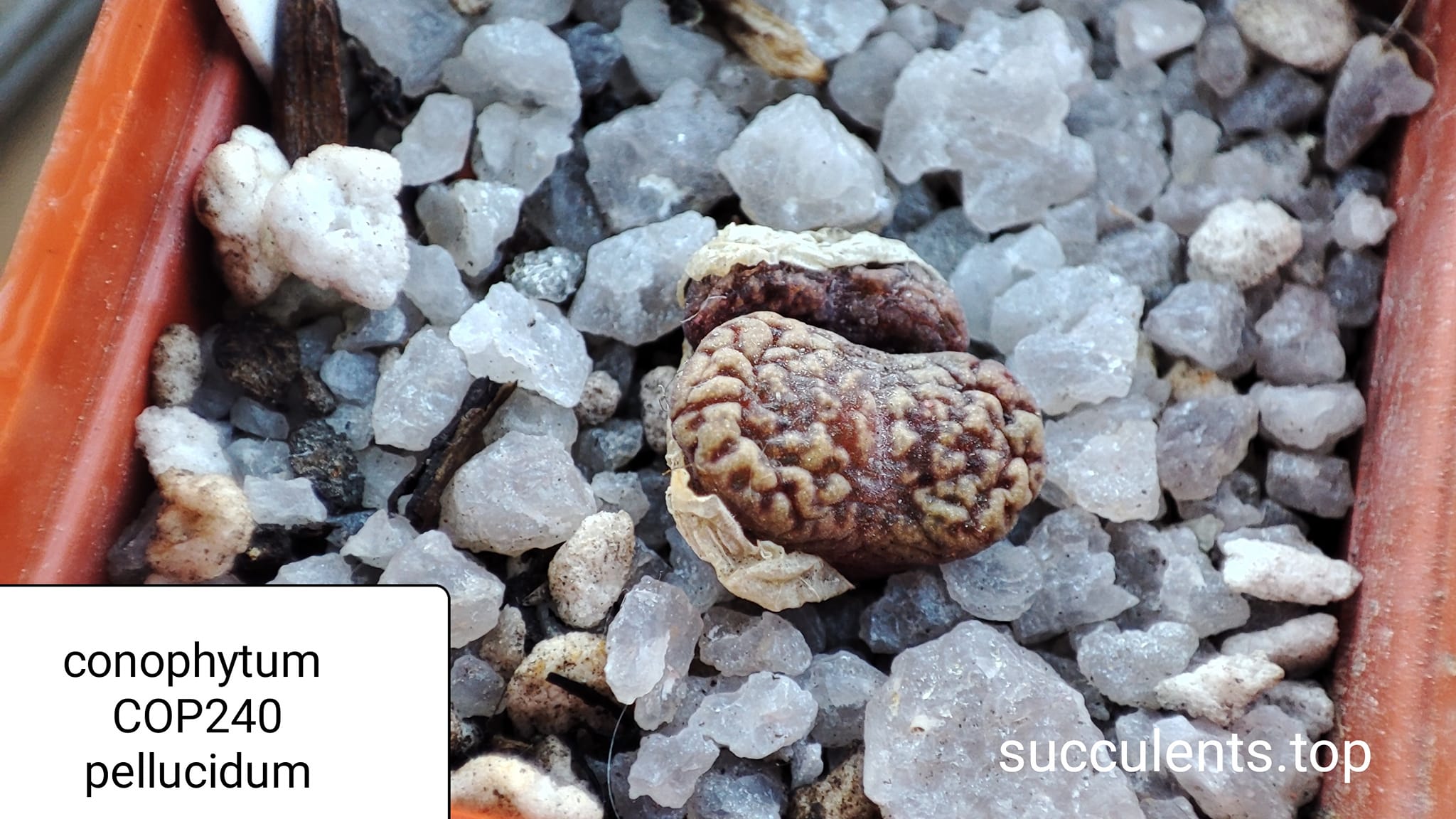 conophytum pellucidum COP240