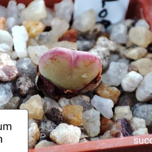 conophytum bilobum