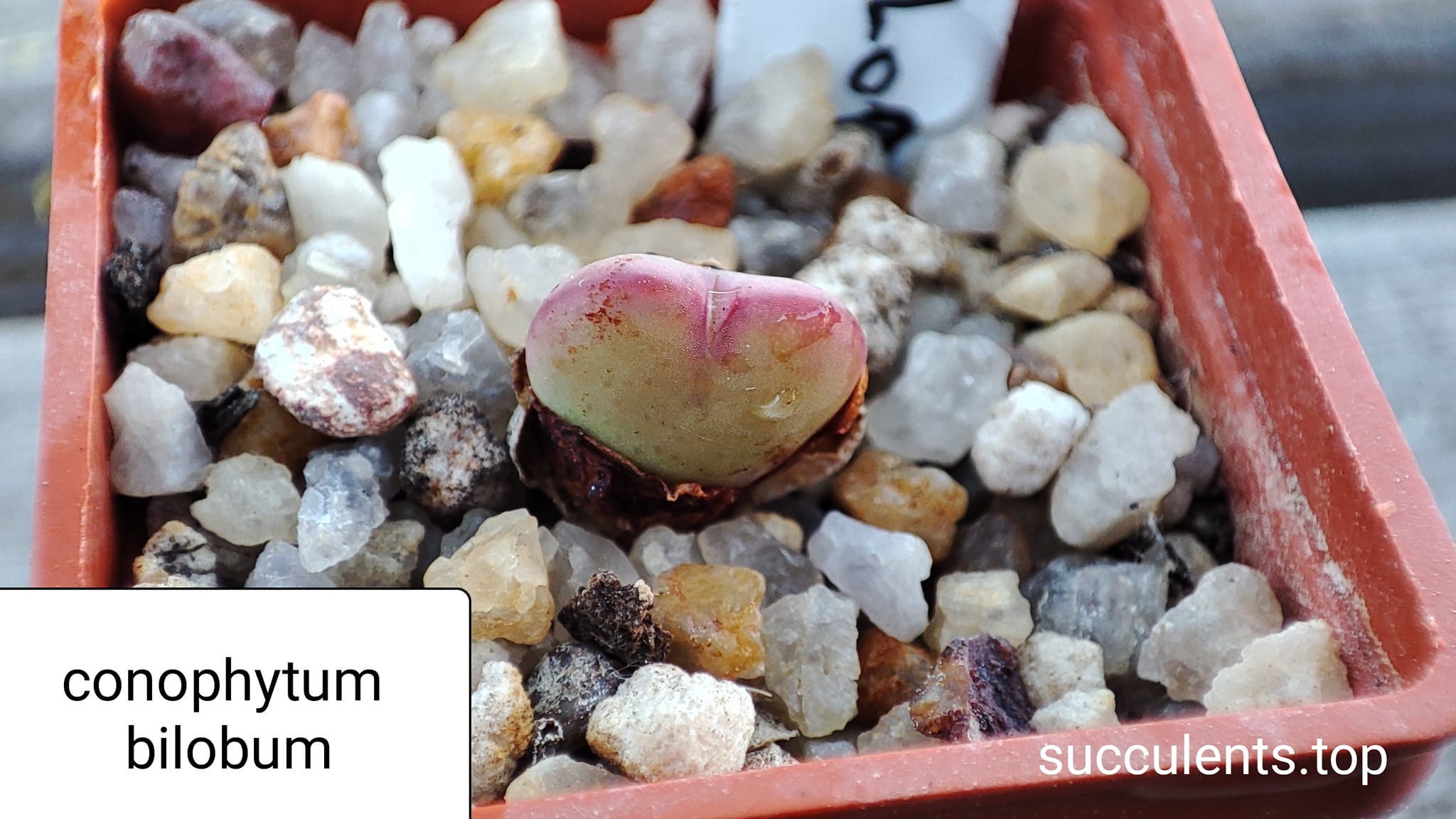 conophytum bilobum