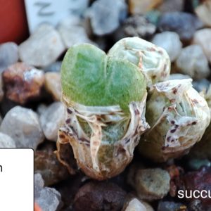conophytum saxetanum Rooinberg
