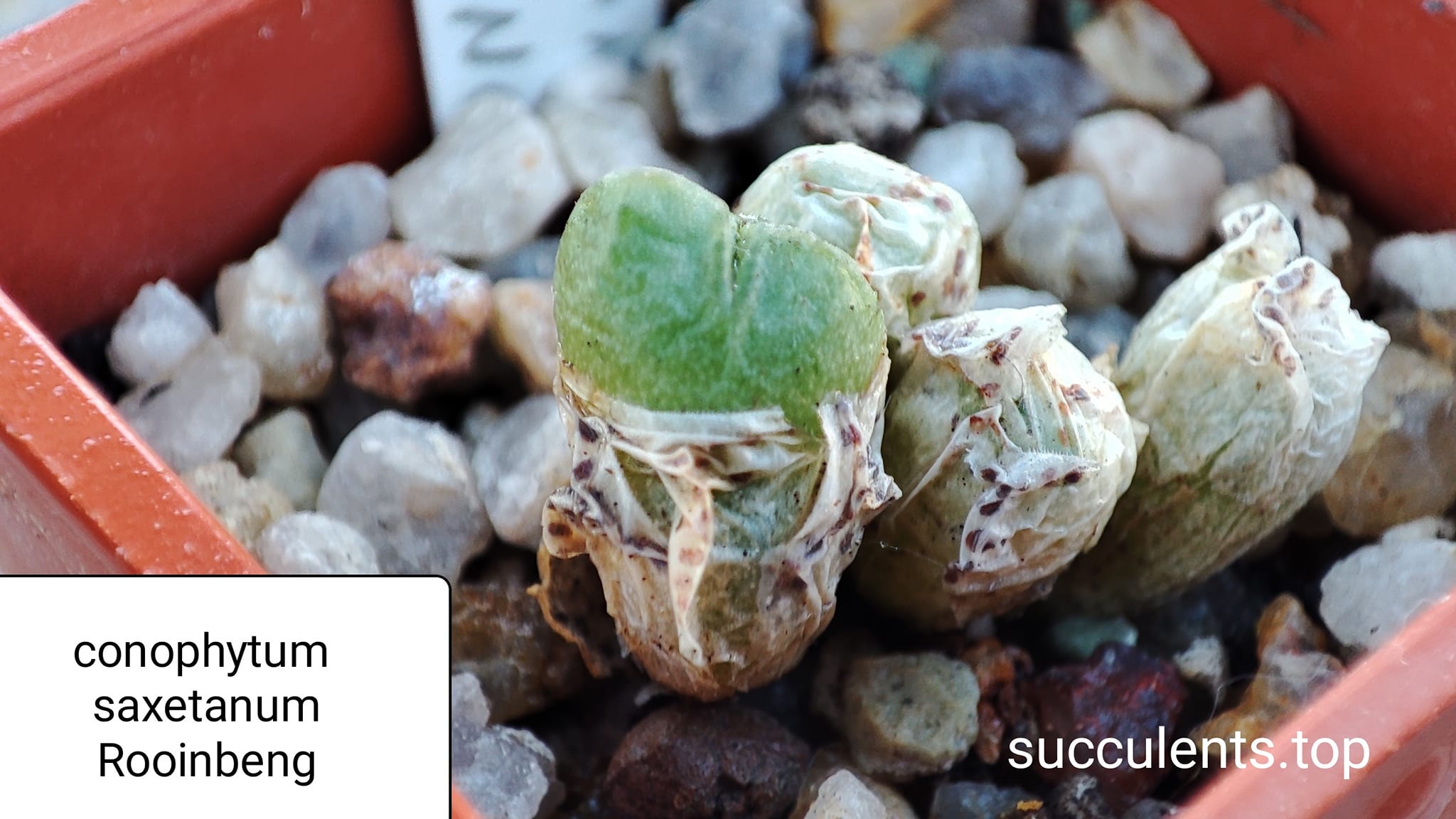 conophytum saxetanum Rooinberg