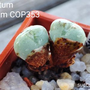 conophytum vellutinum COP353