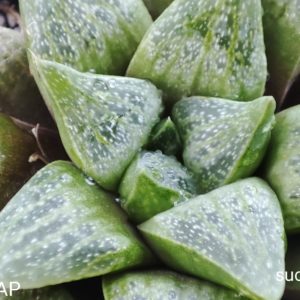 haworthia turgida