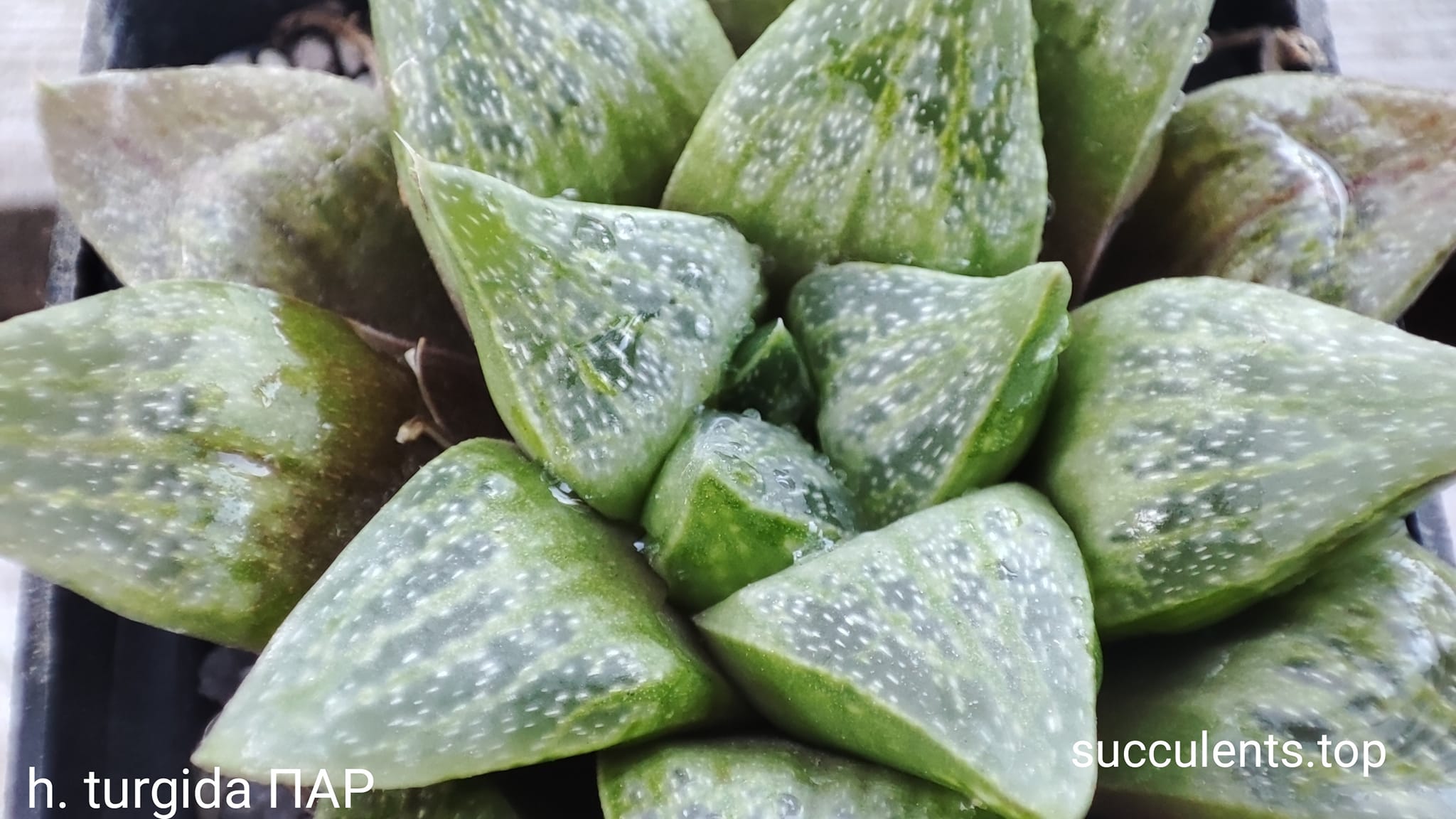 haworthia turgida
