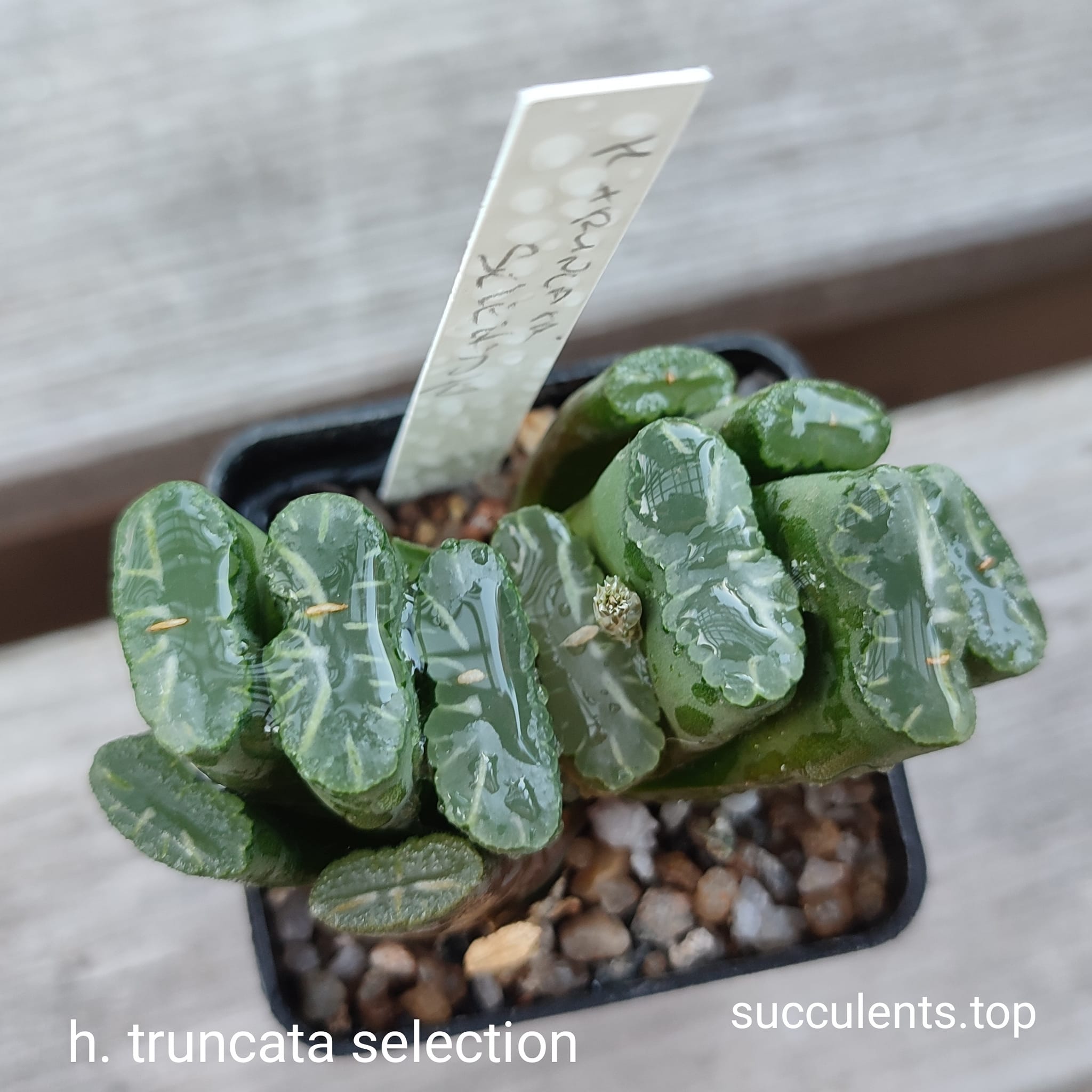 haworthia truncata selection