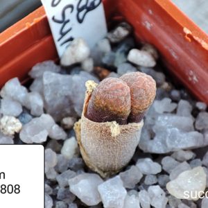 conophytum verrucosum 1808