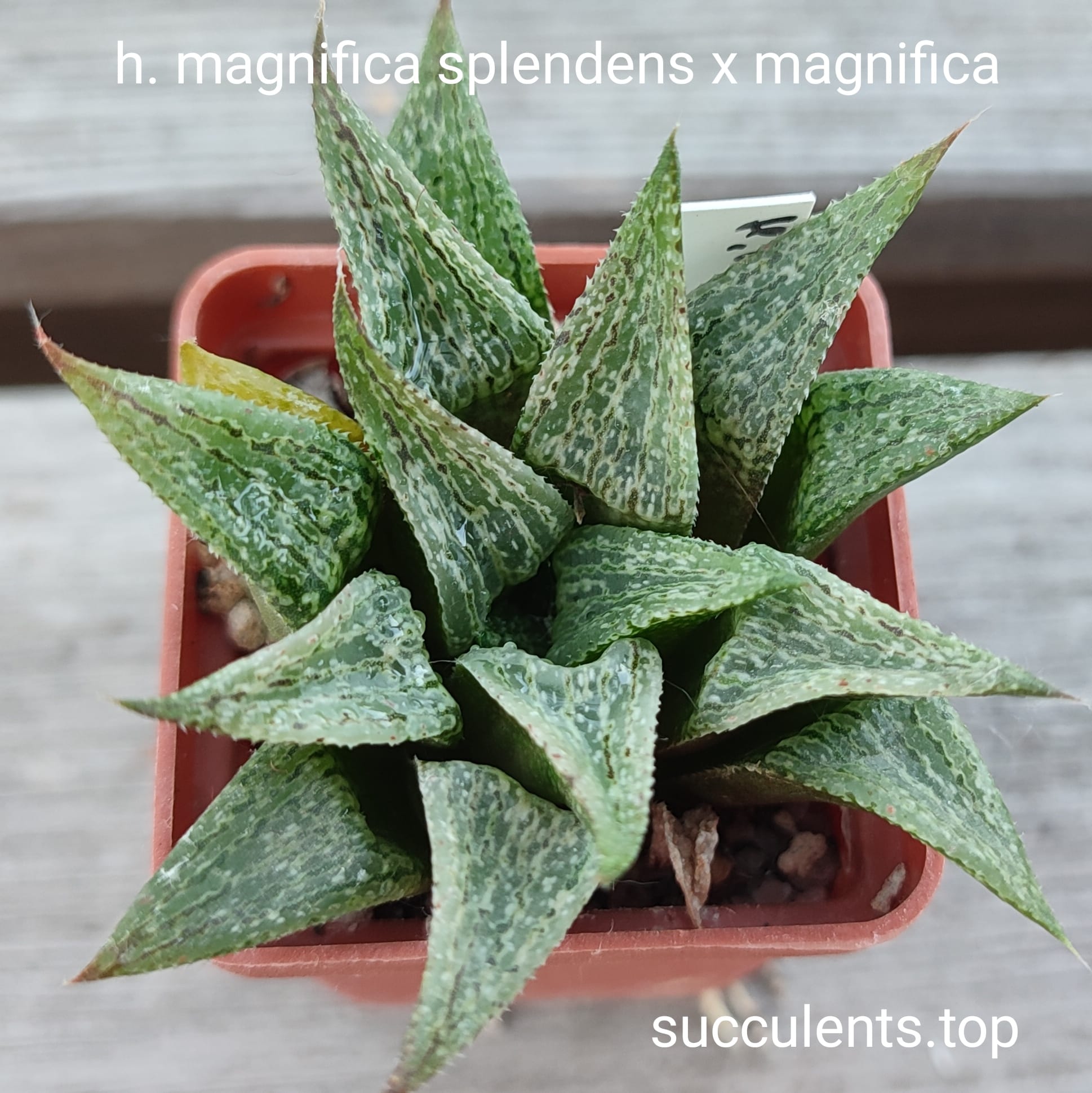 haworthia magnifica splendens x magnifica