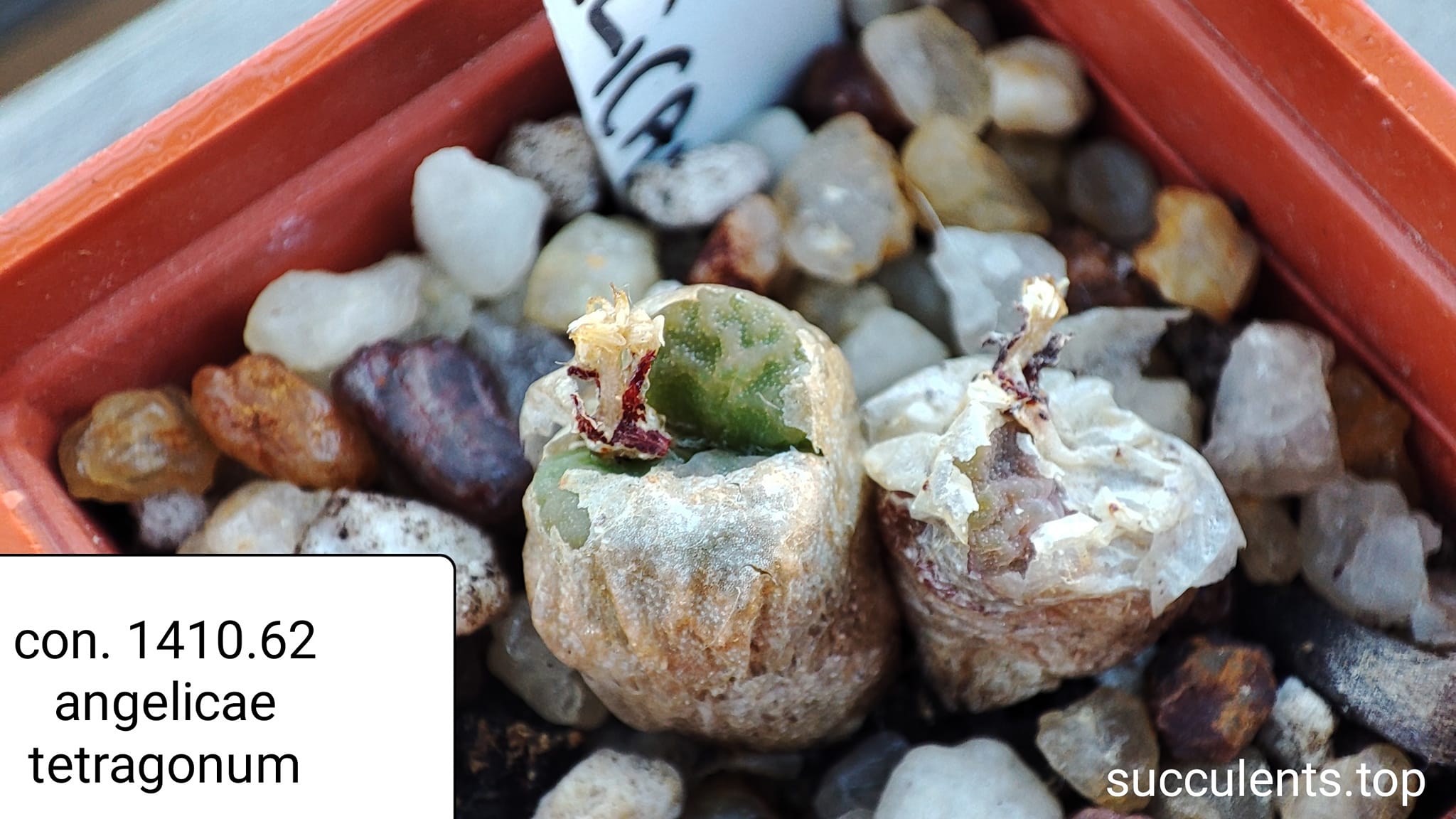 conophytum angelicae ssp. tetragonum 1410.62