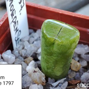 conophytum haramoepense 1797