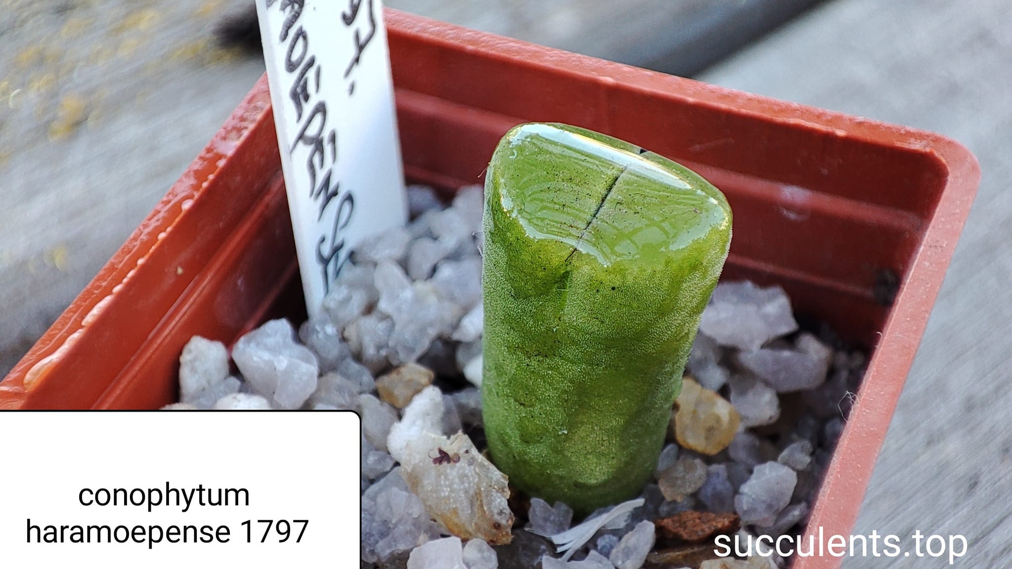 conophytum haramoepense 1797