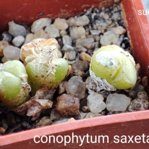 conophytum saxetanum