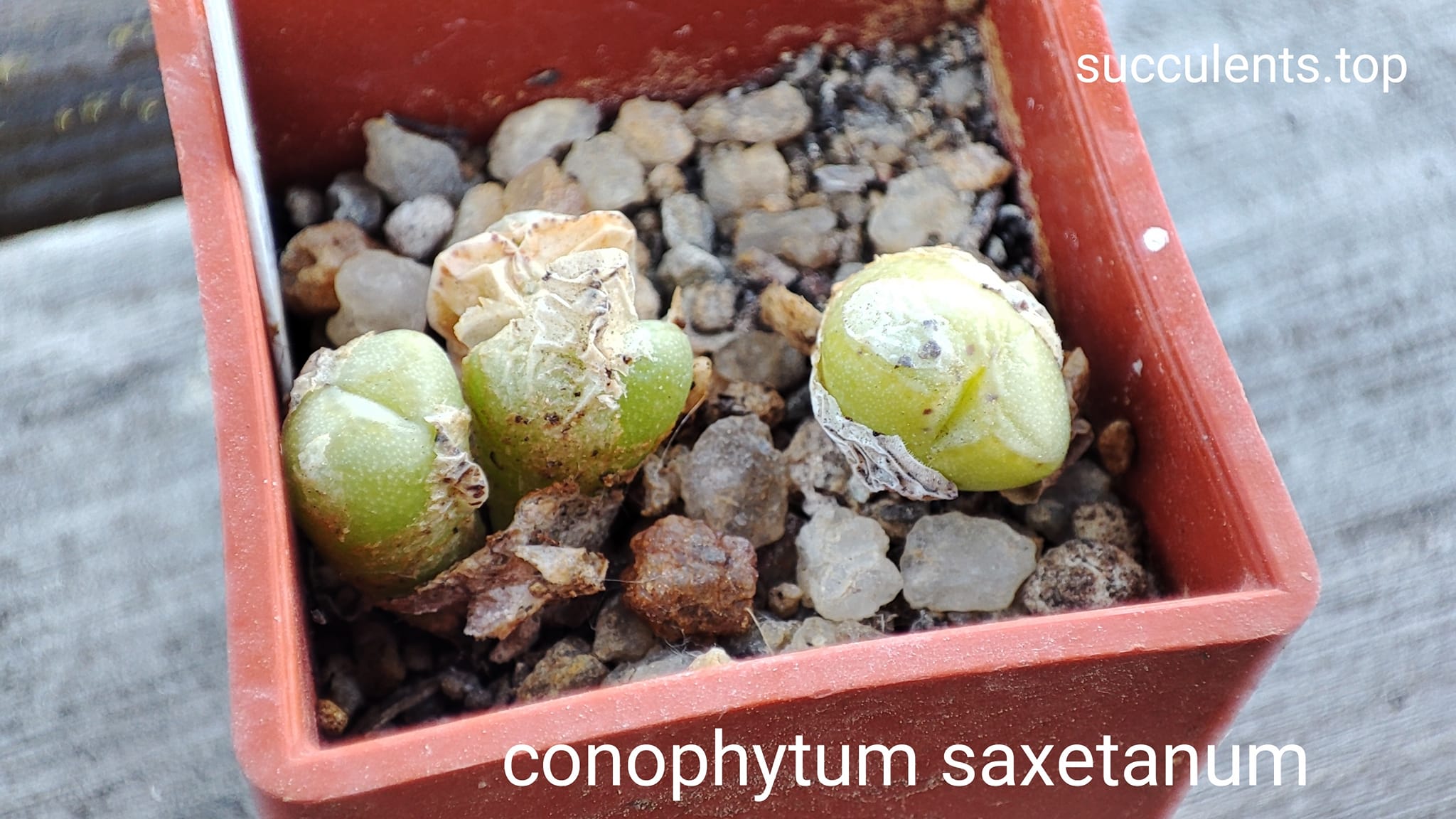 conophytum saxetanum