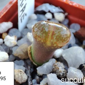 conophytum friedrichiae 1795