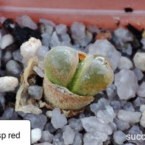 conophytum sp Red