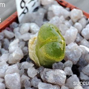 conophytum limpidum COP 309-3