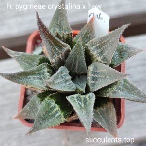 haworthia pygmeae crystalina x haw