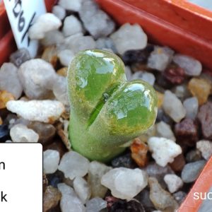 conophytum 1810.24 sp Springbok