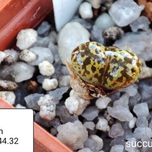 conophytum pellucidum 1444.32