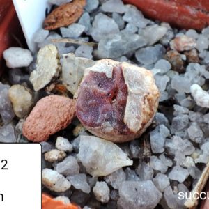 conophytum angelicae ssp tetragonum (red)
