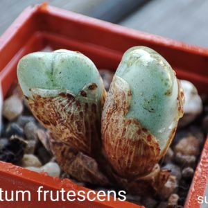 conophytum frutescens