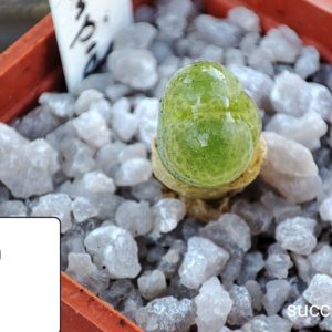 conophytum limpidum 1810.31