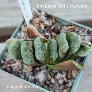haworthia bayeri SH x truncata