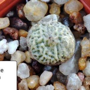 conophytum angelicae ssp tetragonum PVB9478