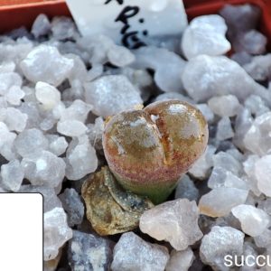 conophytum friedrichiae 1795