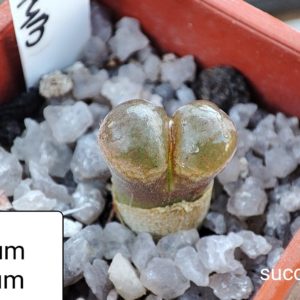 conophytum praesectum