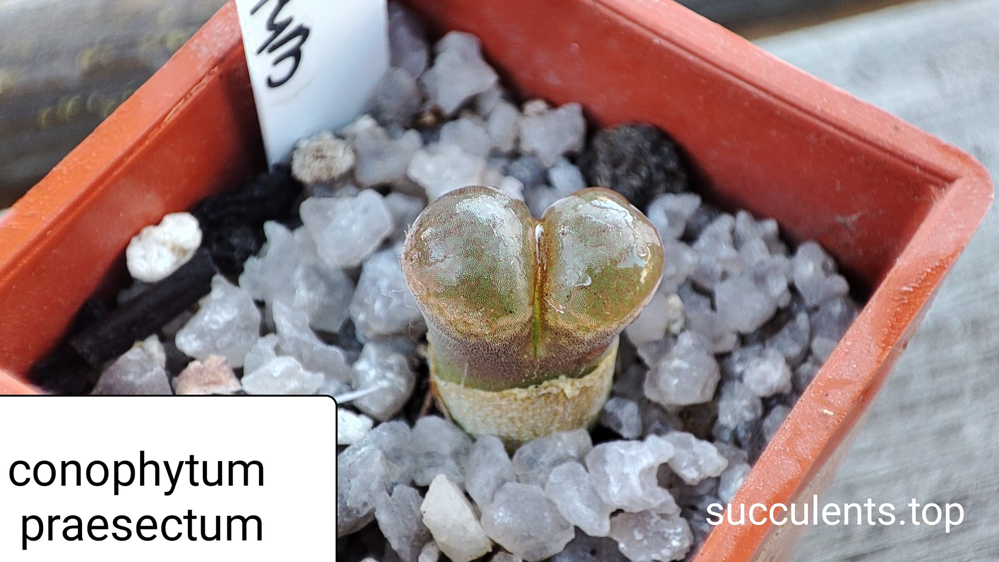 conophytum praesectum