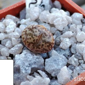 conophytum COP240 pellucidum