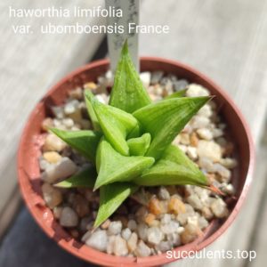 haworthia limifolia umbomboensis France