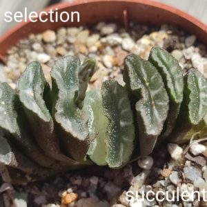 haworthia truncata selection