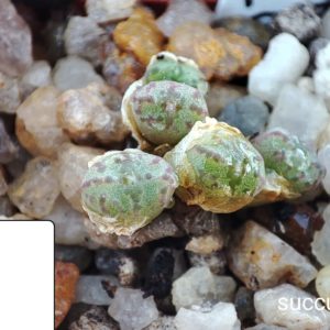 conophytum sp 88km 1810.24