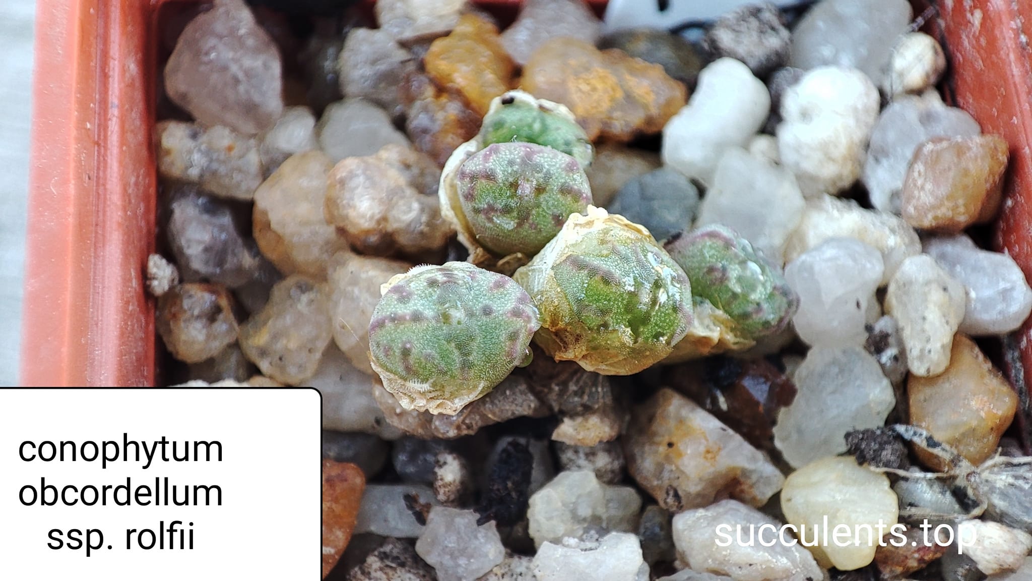 conophytum obcordellum ssp. rolfii
