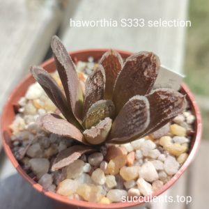 haworthia S333 selection
