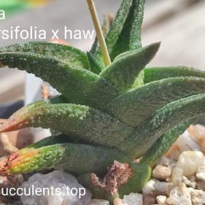 haworthia nigra diversifolia hybrid