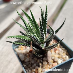 haworthia attenuata Best