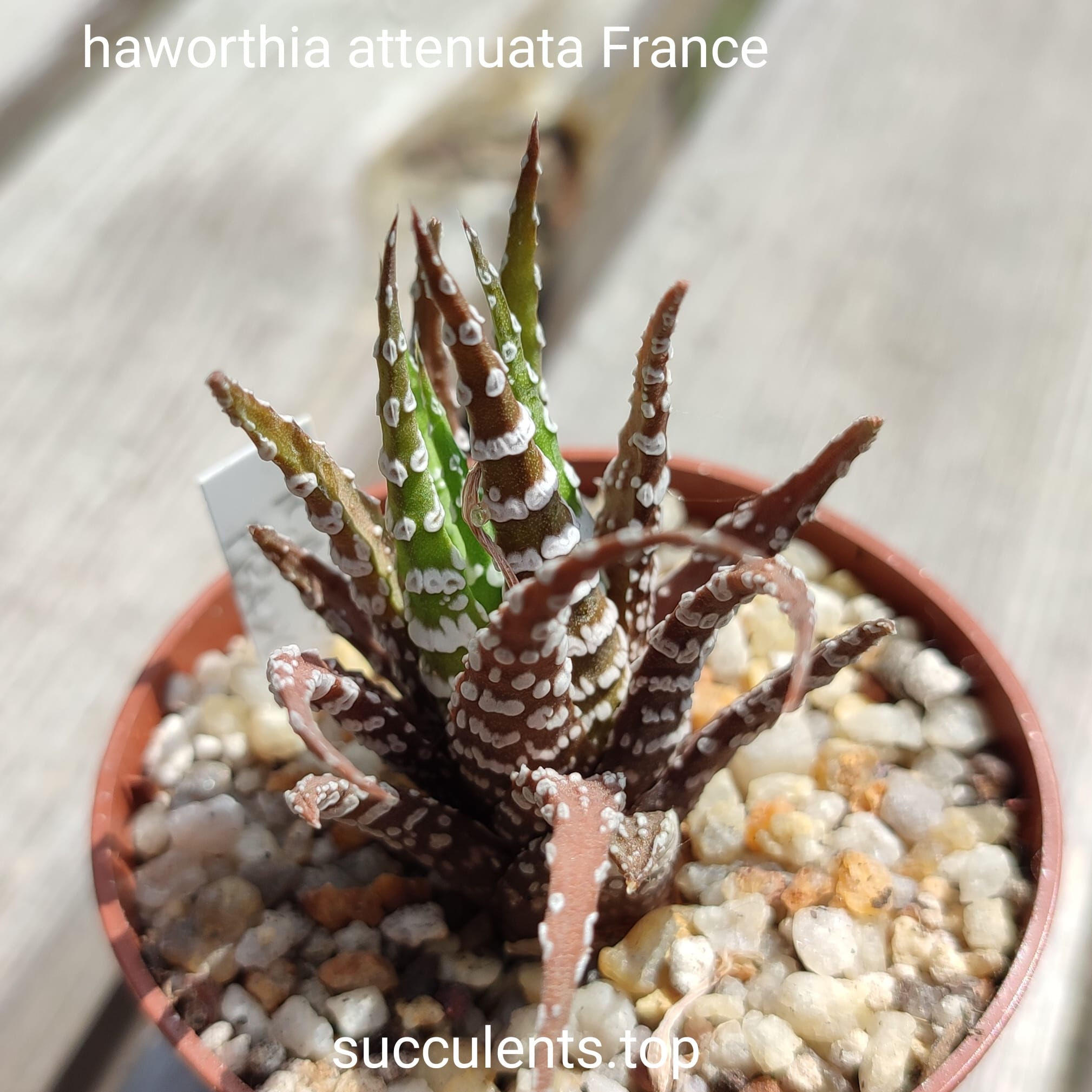 haworthia attenuata France