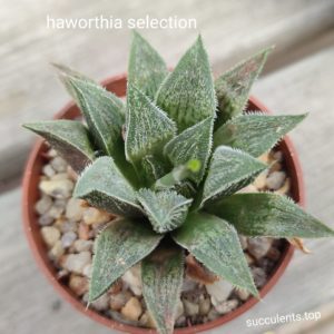 haworthia selection