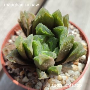 haworthia maughanii hybrid