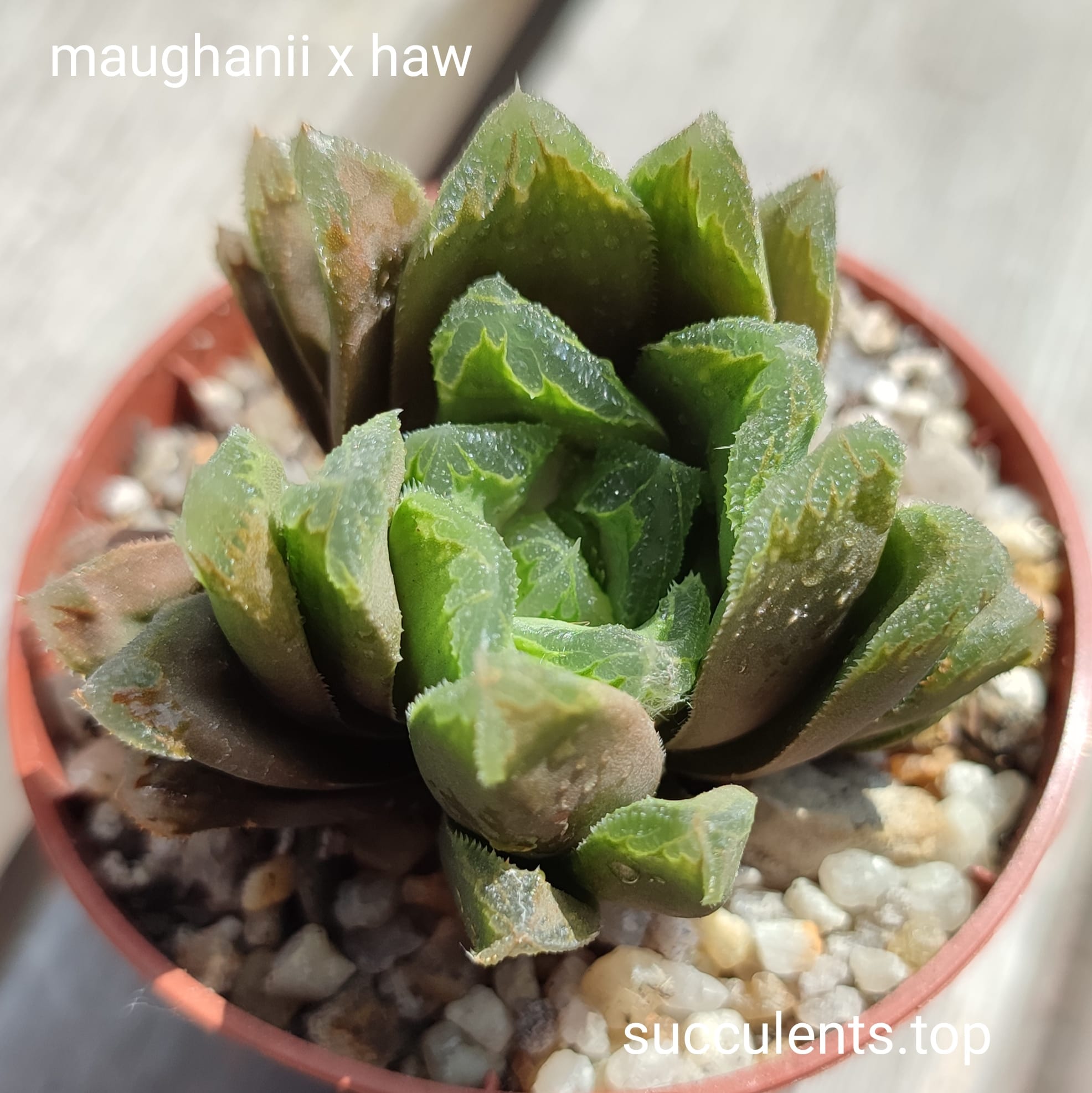 haworthia maughanii hybrid