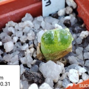 conophytum limpidum 1810.31