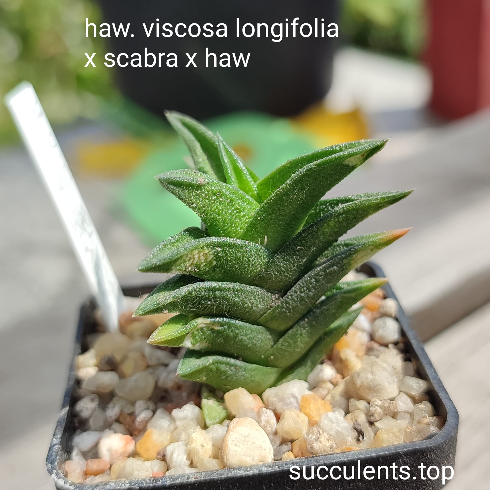 haworthia viscosa longifolia x scabra x nigra x