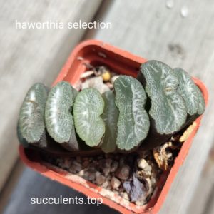 haworthia truncata selection