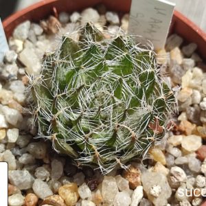 haworthia arachnoidea scabrispina
