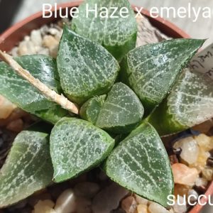 haworthia cv blue haze x emelyae