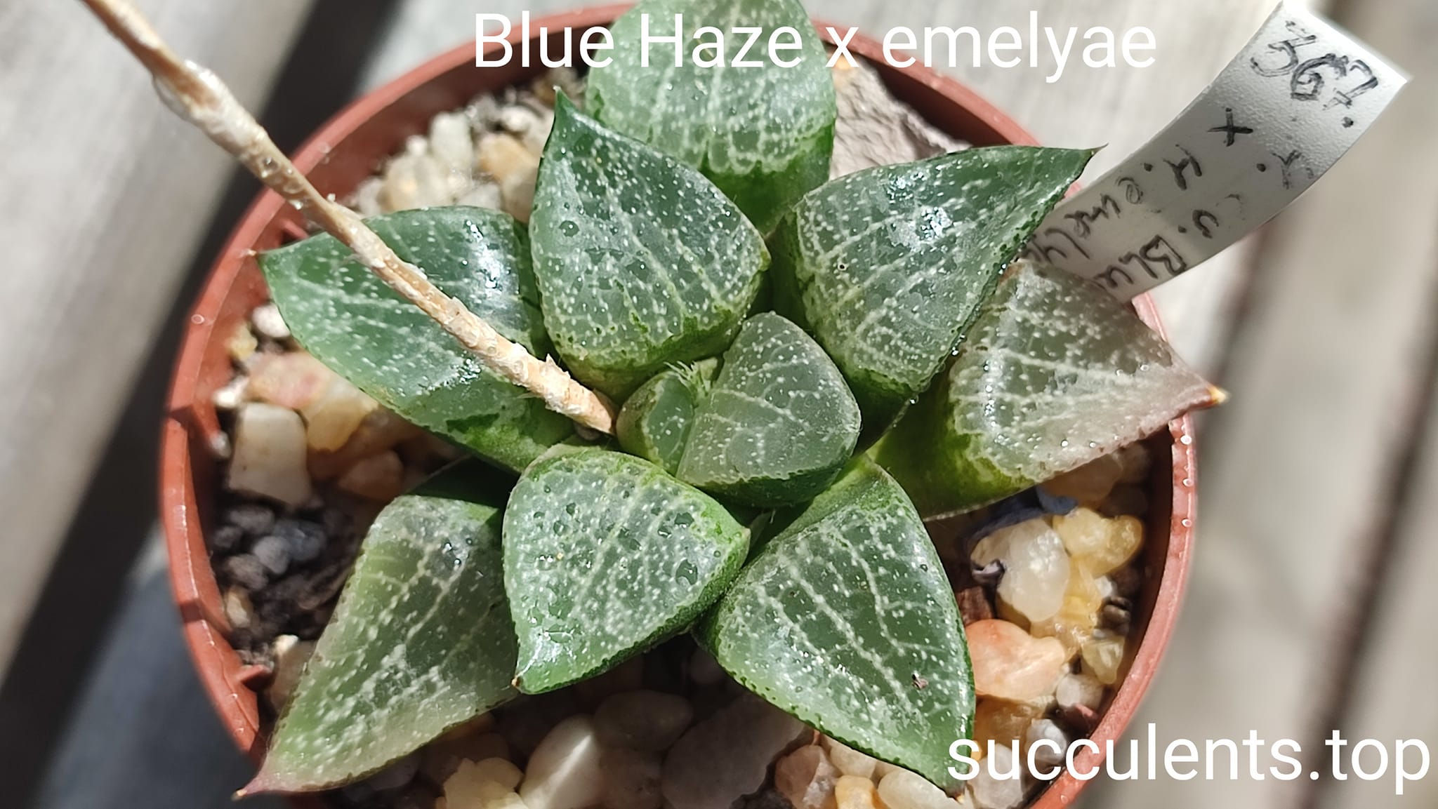 haworthia cv blue haze x emelyae