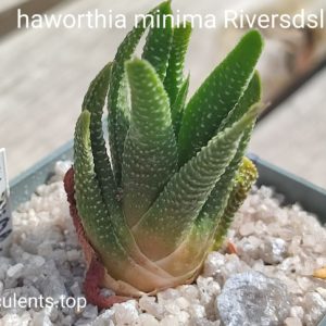 haworthia minima SH