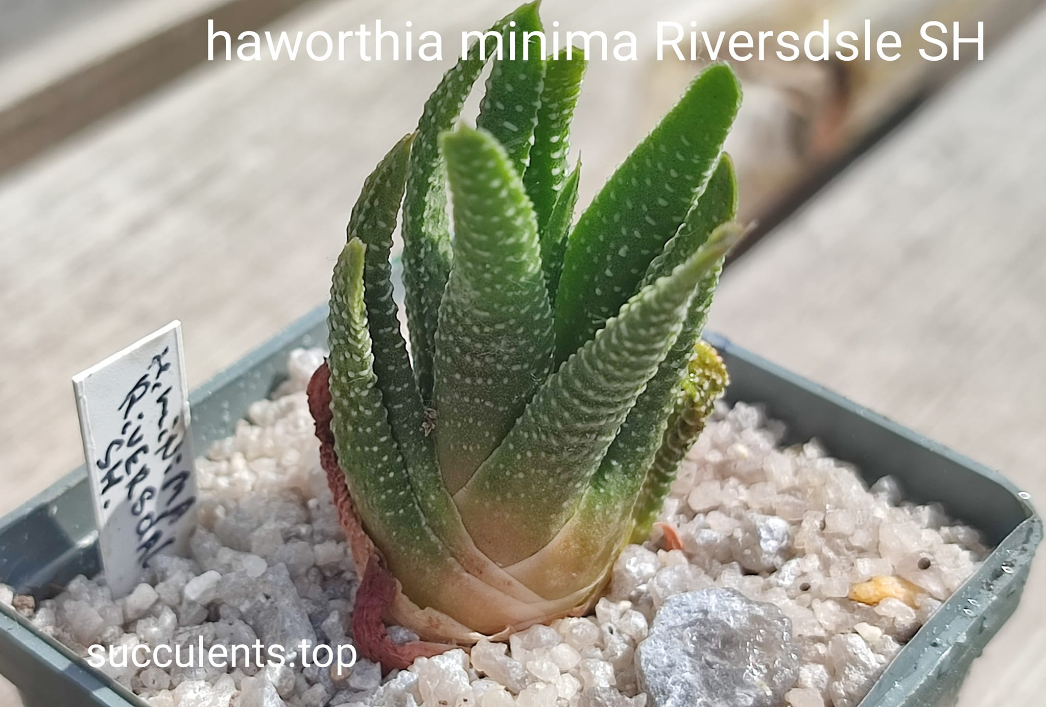 haworthia minima SH